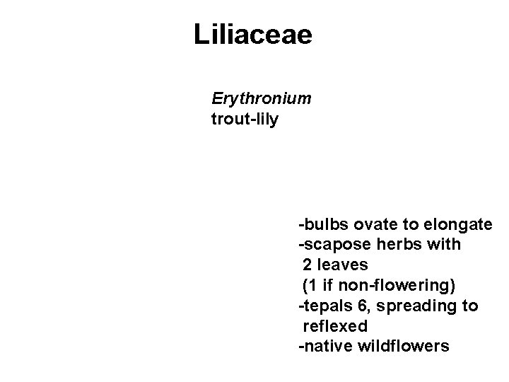 Liliaceae Erythronium trout-lily -bulbs ovate to elongate -scapose herbs with 2 leaves (1 if