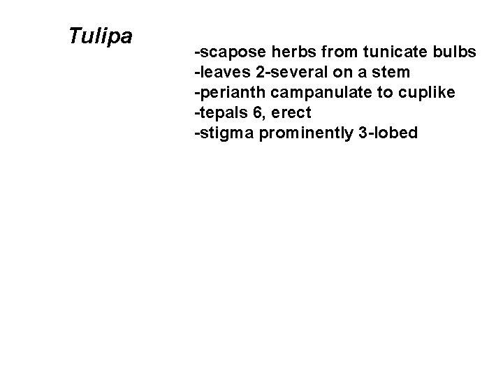 Tulipa -scapose herbs from tunicate bulbs -leaves 2 -several on a stem -perianth campanulate