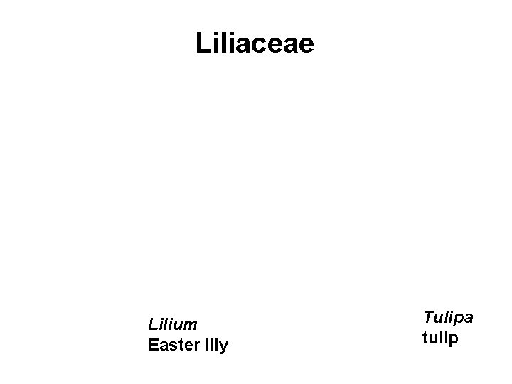 Liliaceae Economic plants and products (horticultural): Lilium Easter lily Tulipa tulip 