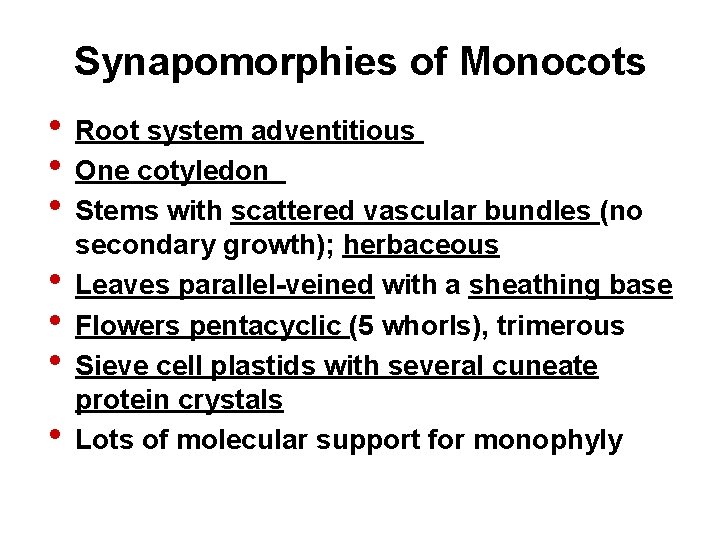 Synapomorphies of Monocots • Root system adventitious • One cotyledon • Stems with scattered