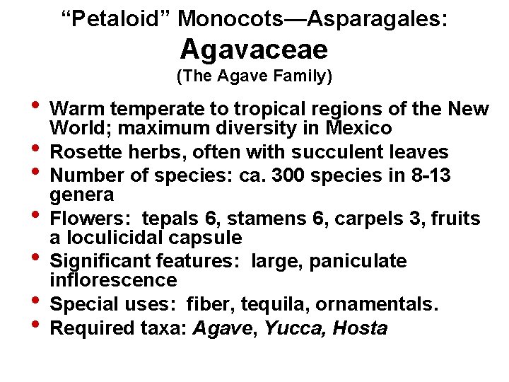 “Petaloid” Monocots—Asparagales: Agavaceae (The Agave Family) • Warm temperate to tropical regions of the