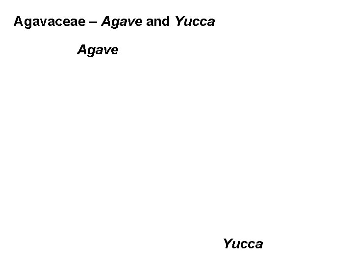 Agavaceae – Agave and Yucca Agave Yucca 