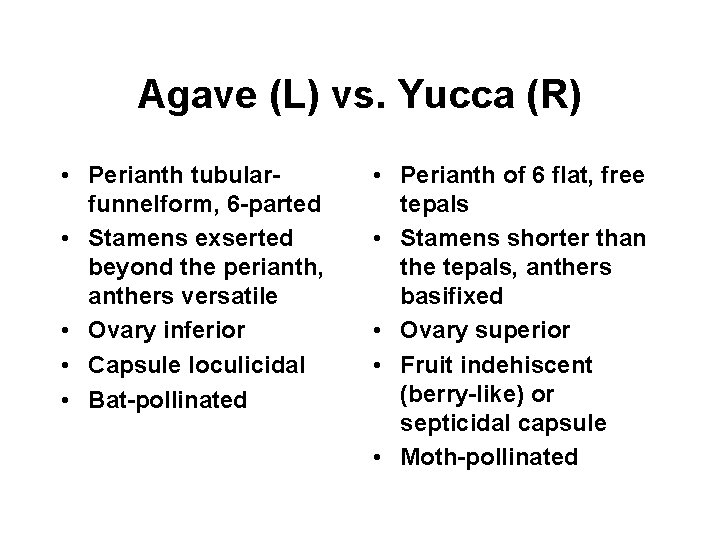 Agave (L) vs. Yucca (R) • Perianth tubularfunnelform, 6 -parted • Stamens exserted beyond