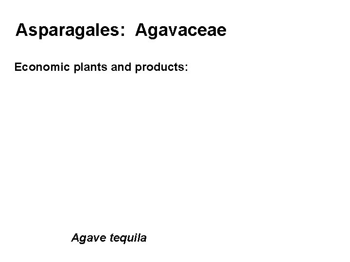 Asparagales: Agavaceae Economic plants and products: Agave tequila 
