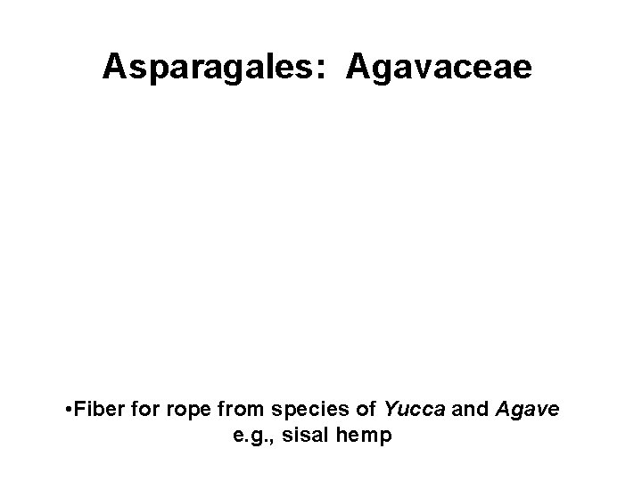 Asparagales: Agavaceae Economic plants and products: • Fiber for rope from species of Yucca