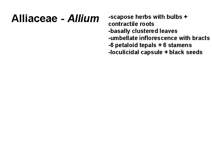 Alliaceae - Allium -scapose herbs with bulbs + contractile roots -basally clustered leaves -umbellate