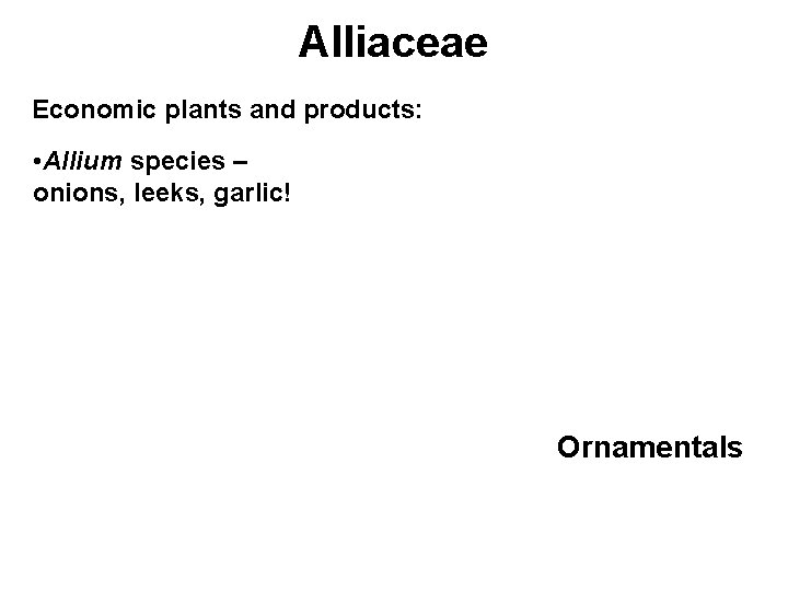 Alliaceae Economic plants and products: • Allium species – onions, leeks, garlic! Ornamentals 