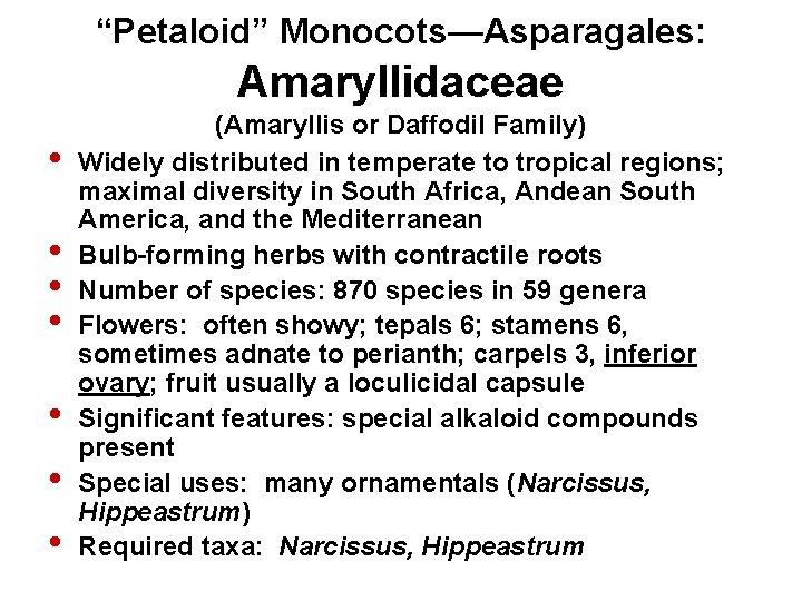 “Petaloid” Monocots—Asparagales: Amaryllidaceae • • (Amaryllis or Daffodil Family) Widely distributed in temperate to