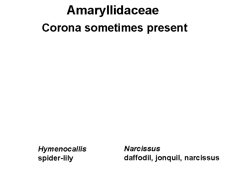 Amaryllidaceae Corona sometimes present Hymenocallis spider-lily Narcissus daffodil, jonquil, narcissus 