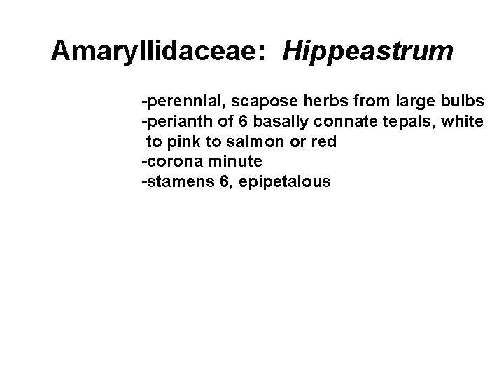 Amaryllidaceae: Hippeastrum -perennial, scapose herbs from large bulbs -perianth of 6 basally connate tepals,