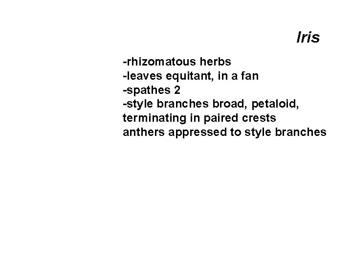 Iris -rhizomatous herbs -leaves equitant, in a fan -spathes 2 -style branches broad, petaloid,