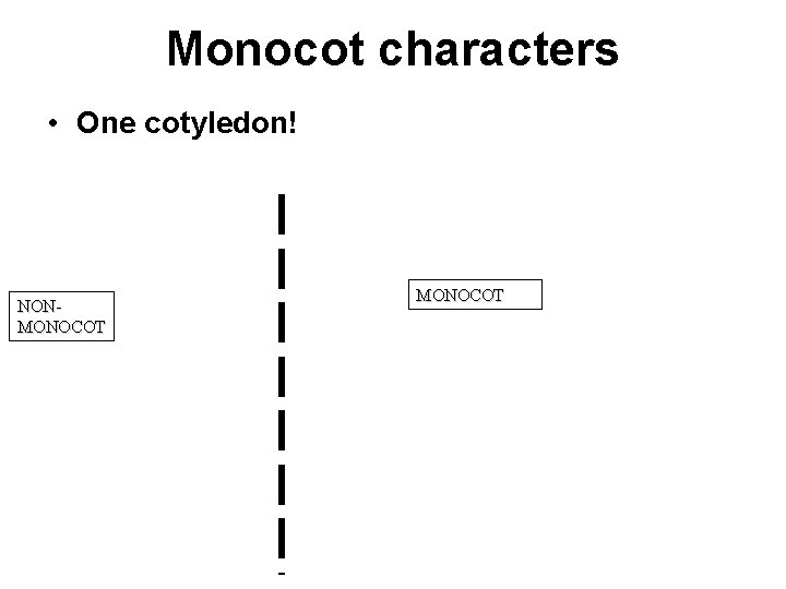 Monocot characters • One cotyledon! NONMONOCOT 
