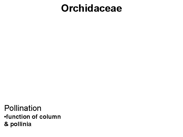 Orchidaceae Pollination • function of column & pollinia 