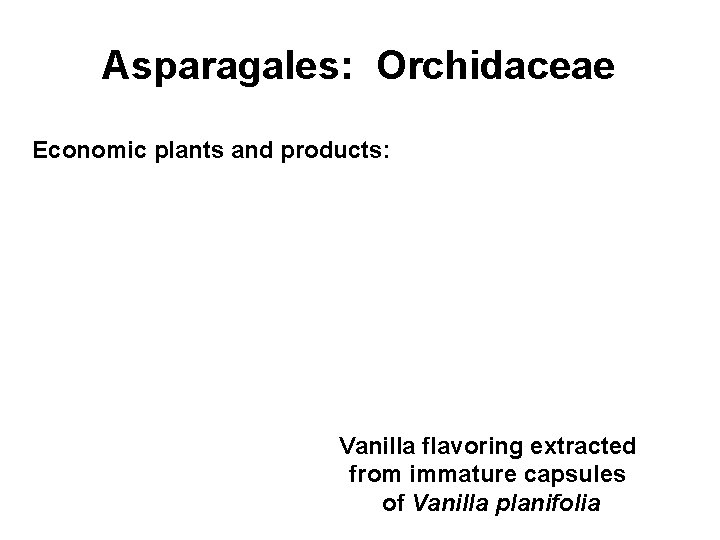 Asparagales: Orchidaceae Economic plants and products: Vanilla flavoring extracted from immature capsules of Vanilla