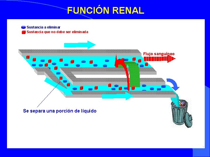 FUNCIÓN RENAL Sustancia a eliminar Sustancia que no debe ser eliminada Flujo sanguíneo Se