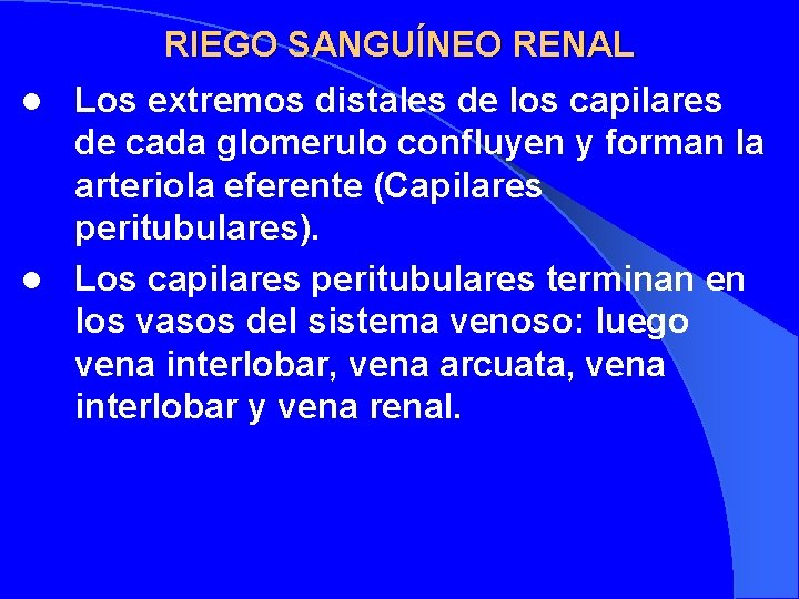 RIEGO SANGUÍNEO RENAL Los extremos distales de los capilares de cada glomerulo confluyen y