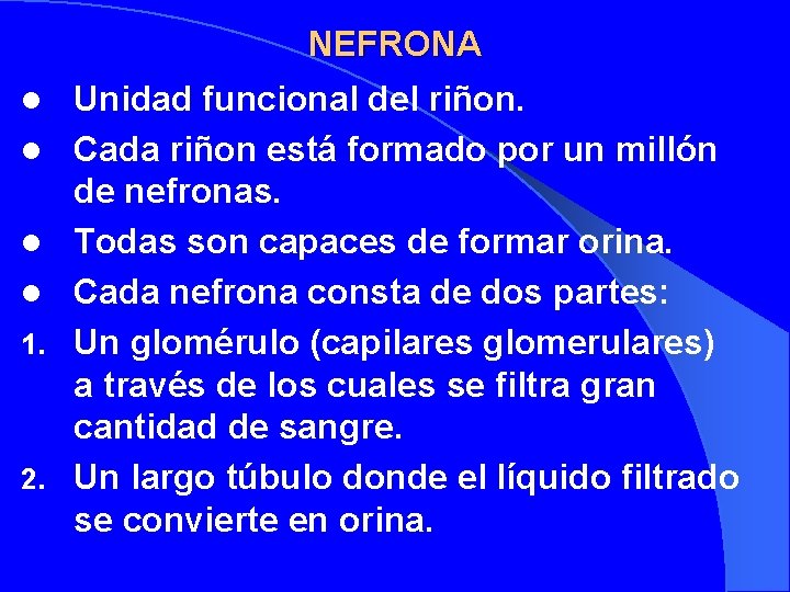 NEFRONA l l 1. 2. Unidad funcional del riñon. Cada riñon está formado por