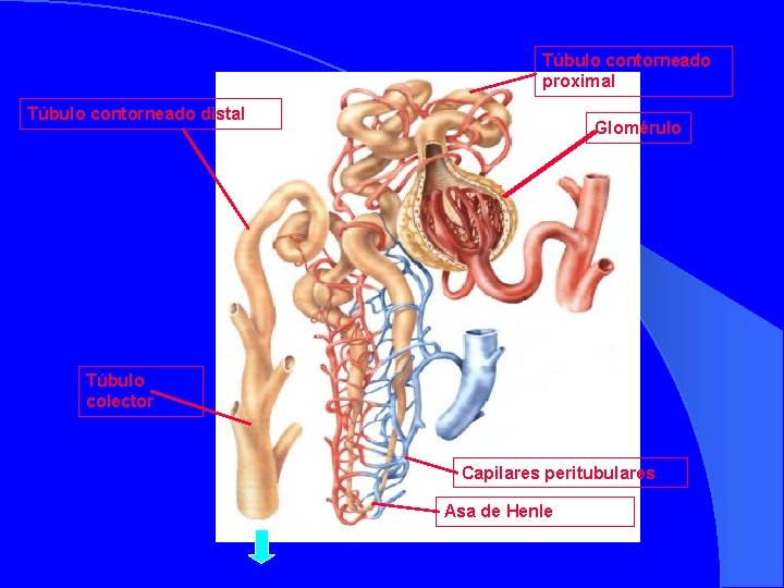 Túbulo contorneado proximal Túbulo contorneado distal Glomérulo Túbulo colector Capilares peritubulares Asa de Henle