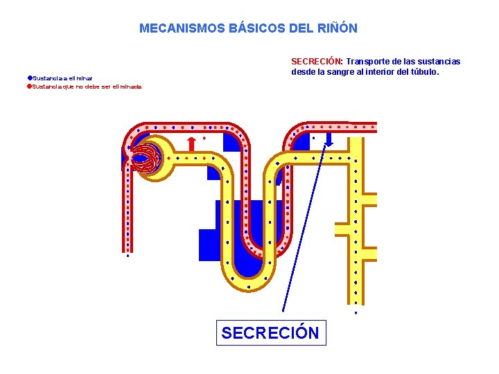 MECANISMOS BÁSICOS DEL RIÑÓN Sustancia a eliminar Sustancia que no debe ser eliminada SECRECIÓN: