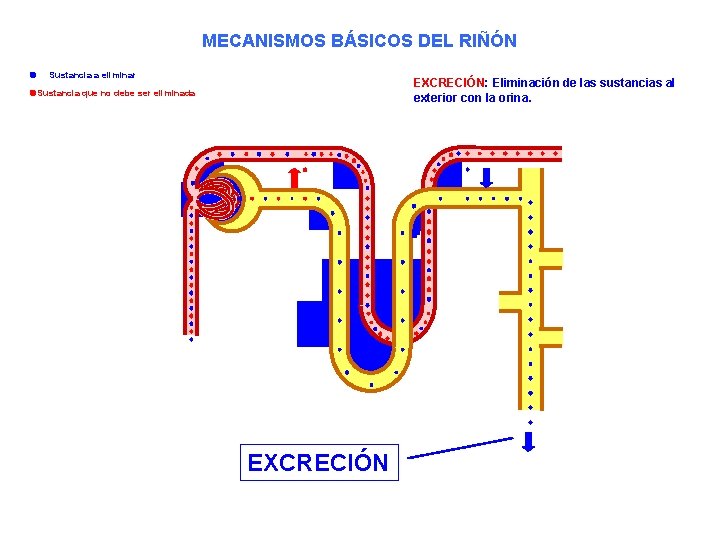 MECANISMOS BÁSICOS DEL RIÑÓN Sustancia a eliminar EXCRECIÓN: Eliminación de las sustancias al exterior