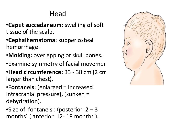 Head • Caput succedaneum: swelling of soft tissue of the scalp. • Cephalhematoma: subperiosteal