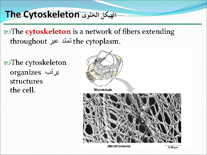 The Cytoskeleton ﺍﻟﻬﻴﻜﻞ ﺍﻟﺨﻠﻮﻯ The cytoskeleton is a network of fibers extending throughout ﺗﻤﺘﺪ