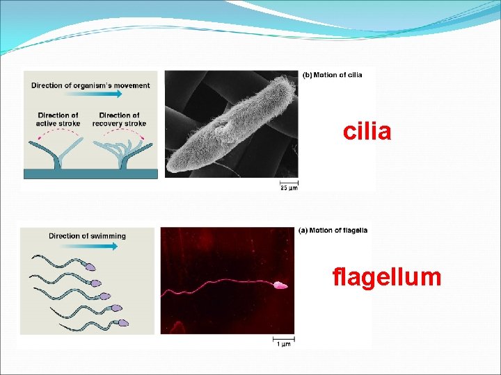 cilia flagellum 