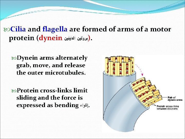  Cilia and flagella are formed of arms of a motor protein (dynein )ﺑﺮﻭﺗﻴﻦ