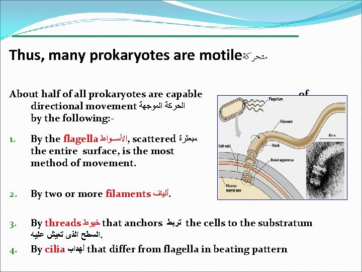 Thus, many prokaryotes are motile ﻣﺘﺤﺮﻛﺔ About half of all prokaryotes are capable directional