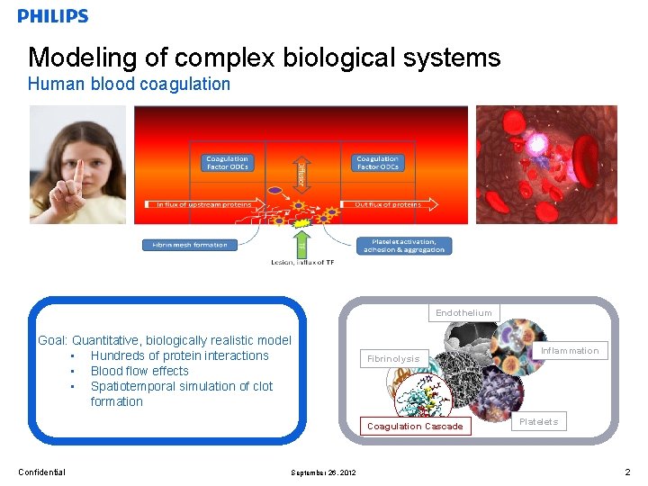 Modeling of complex biological systems Human blood coagulation Endothelium Goal: Quantitative, biologically realistic model