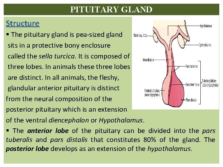 PITUITARY GLAND Structure § The pituitary gland is pea-sized gland sits in a protective