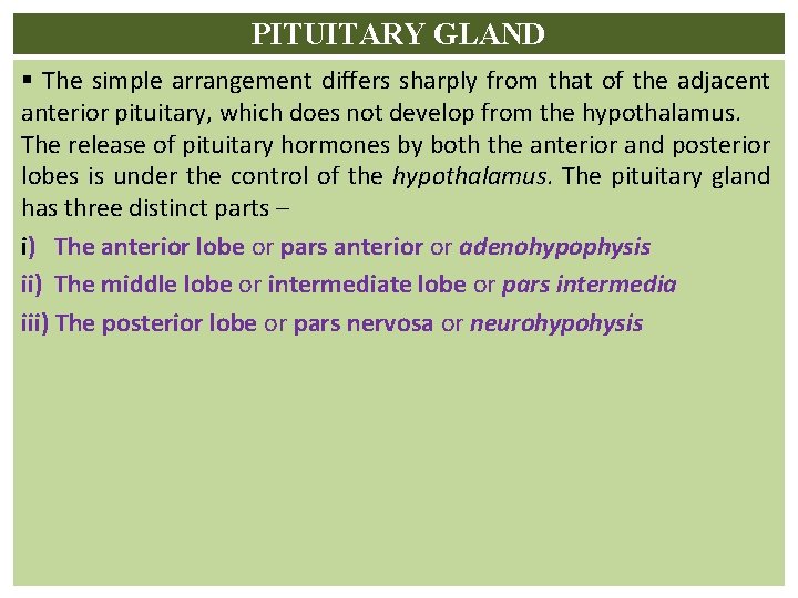 PITUITARY GLAND § The simple arrangement differs sharply from that of the adjacent anterior