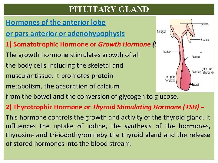 PITUITARY GLAND Hormones of the anterior lobe or pars anterior or adenohypophysis 1) Somatotrophic