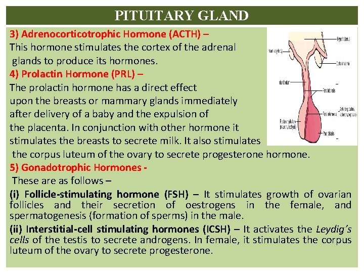 PITUITARY GLAND 3) Adrenocorticotrophic Hormone (ACTH) – This hormone stimulates the cortex of the