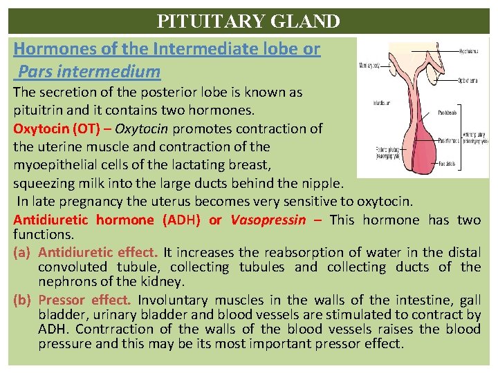 PITUITARY GLAND Hormones of the Intermediate lobe or Pars intermedium The secretion of the