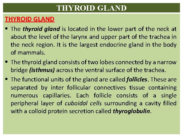 THYROID GLAND § The thyroid gland is located in the lower part of the