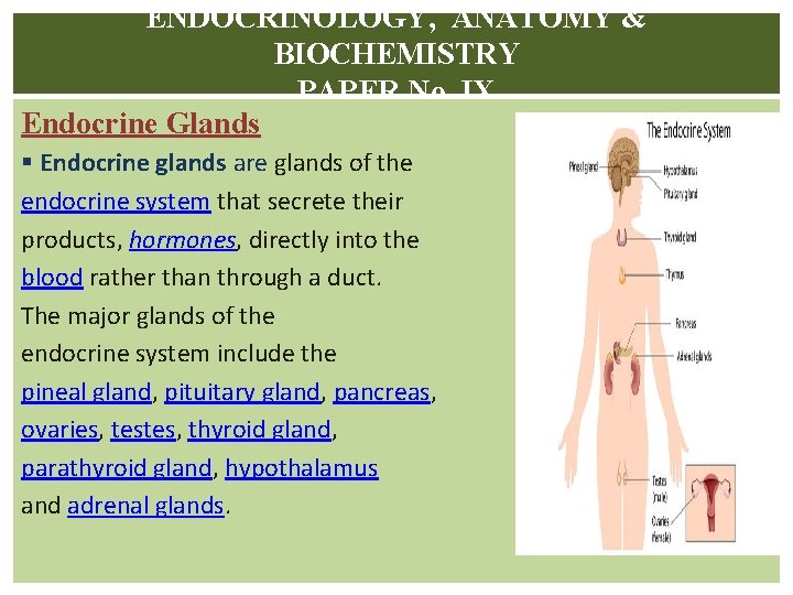 ENDOCRINOLOGY, ANATOMY & BIOCHEMISTRY PAPER No. IX Endocrine Glands § Endocrine glands are glands