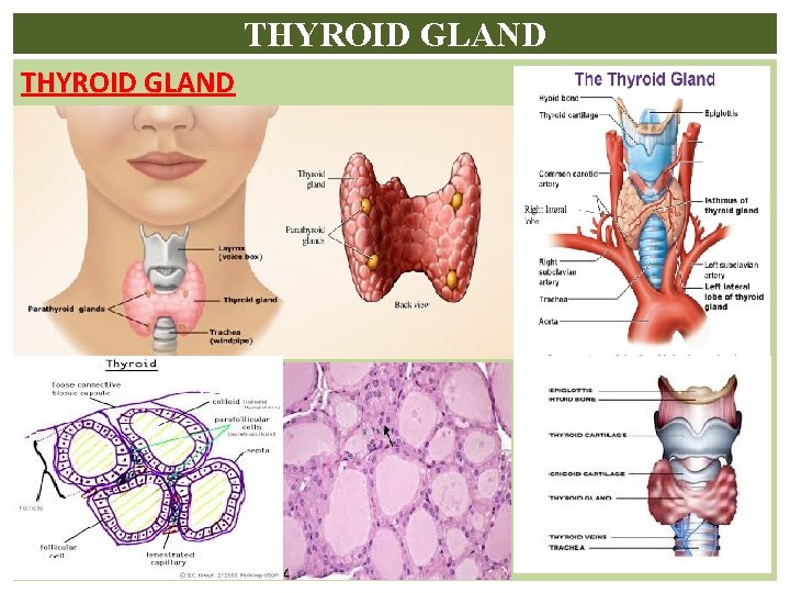 THYROID GLAND 