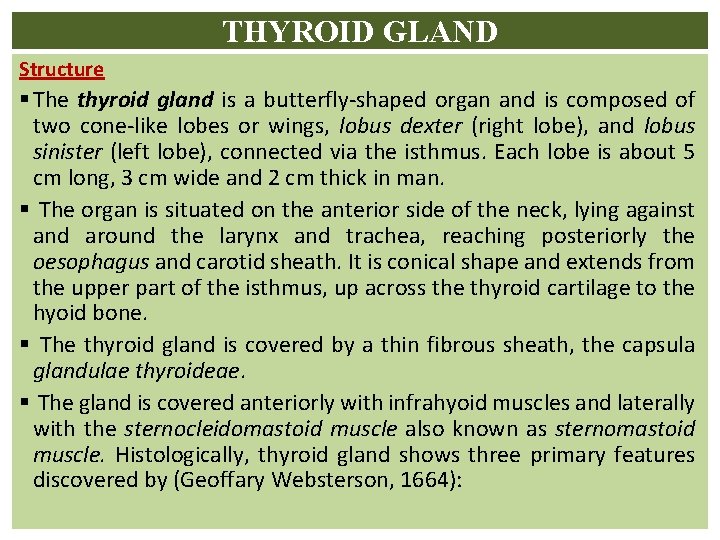 THYROID GLAND Structure § The thyroid gland is a butterfly-shaped organ and is composed