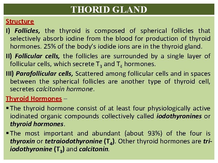 THORID GLAND Structure I) Follicles, the thyroid is composed of spherical follicles that selectively