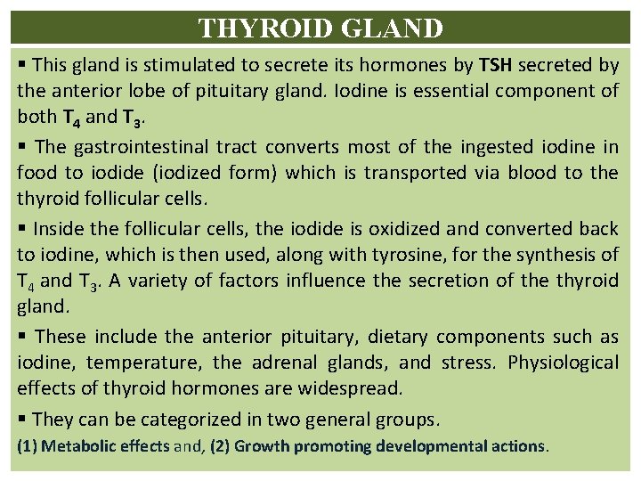 THYROID GLAND § This gland is stimulated to secrete its hormones by TSH secreted