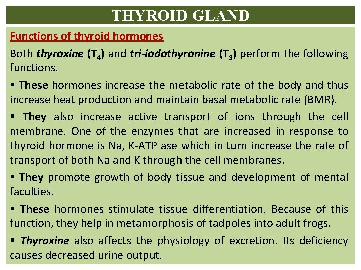 THYROID GLAND Functions of thyroid hormones Both thyroxine (T 4) and tri-iodothyronine (T 3)