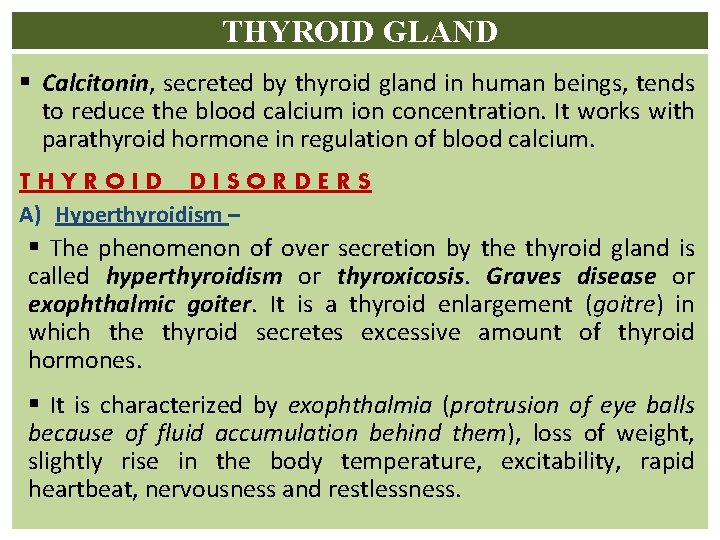 THYROID GLAND § Calcitonin, secreted by thyroid gland in human beings, tends to reduce