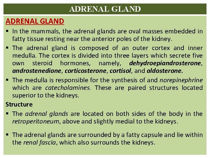 ADRENAL GLAND § In the mammals, the adrenal glands are oval masses embedded in