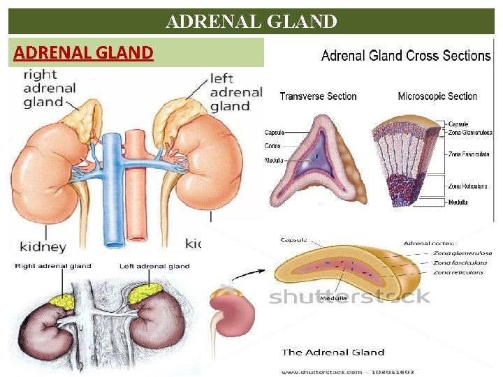 ADRENAL GLAND 