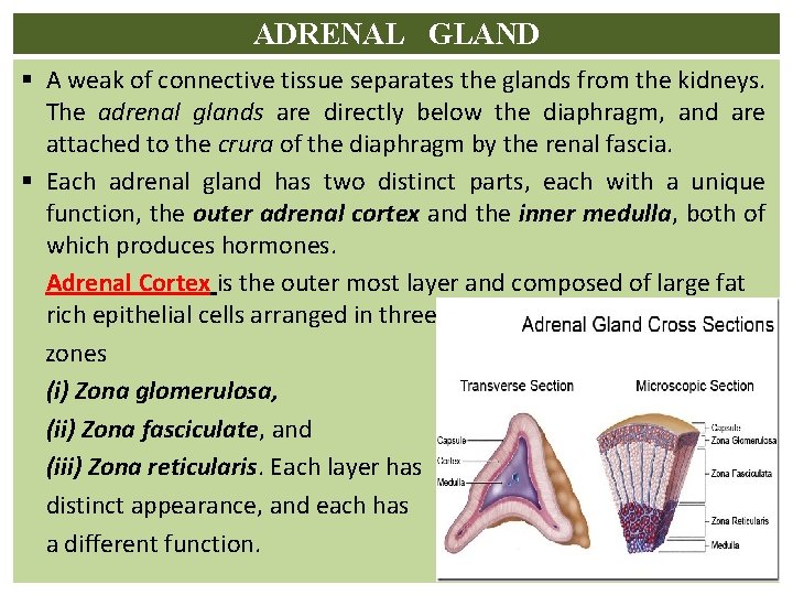 ADRENAL GLAND § A weak of connective tissue separates the glands from the kidneys.