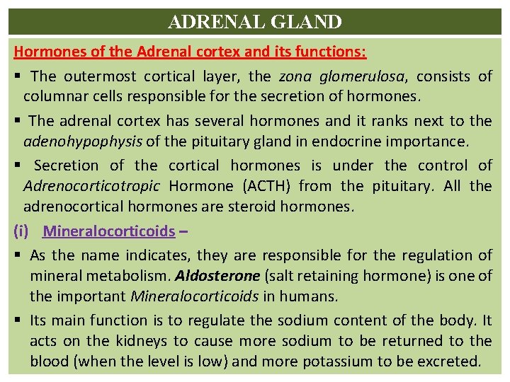 ADRENAL GLAND Hormones of the Adrenal cortex and its functions: § The outermost cortical