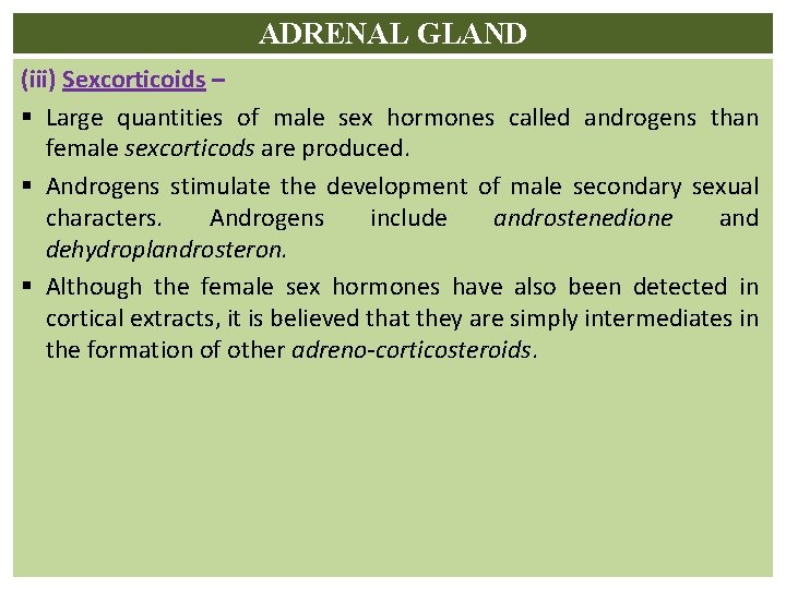 ADRENAL GLAND (iii) Sexcorticoids – § Large quantities of male sex hormones called androgens