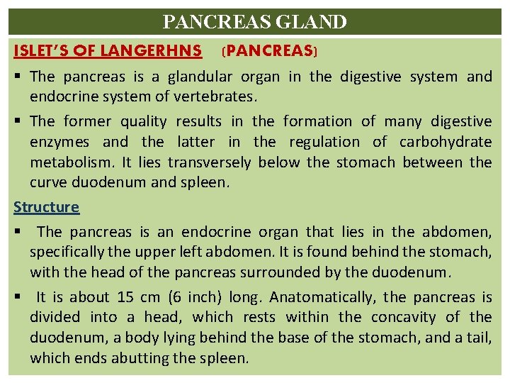 PANCREAS GLAND ISLET’S OF LANGERHNS (PANCREAS) § The pancreas is a glandular organ in