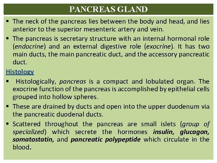 PANCREAS GLAND § The neck of the pancreas lies between the body and head,